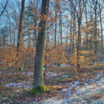 Belegstelle Hirschgrund im Winter